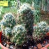 Mammillaria _prolifera _ssp.prolifera 'haitiensis' _09